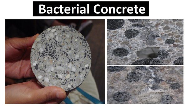用于生物修复的SHC混凝土样品
